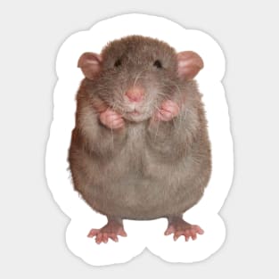 rats meme Sticker